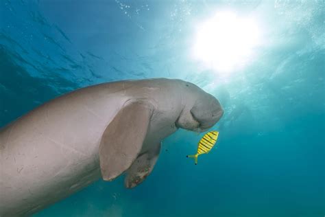 Dugong Facts - CRITTERFACTS