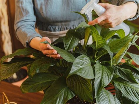 Mezcla casera para prevenir daños en las hojas de tus plantas