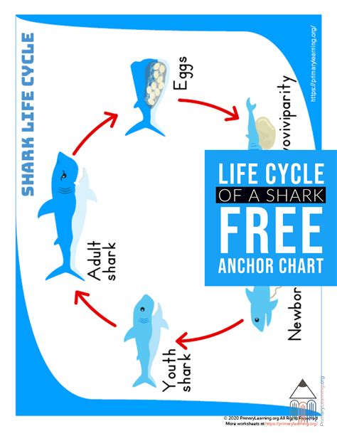 the life cycle of a shark is shown in blue and white with an arrow ...