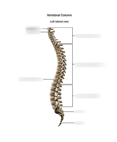 Spine Diagram Quizlet