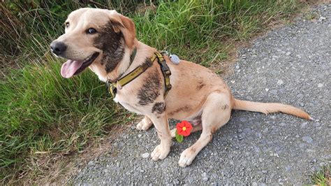 So pleased with himself, found some badger poop : r/labrador