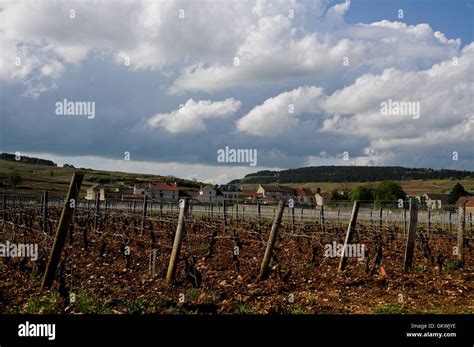 the beautiful vineyards in beaune cote de beaune where wine is produced ...