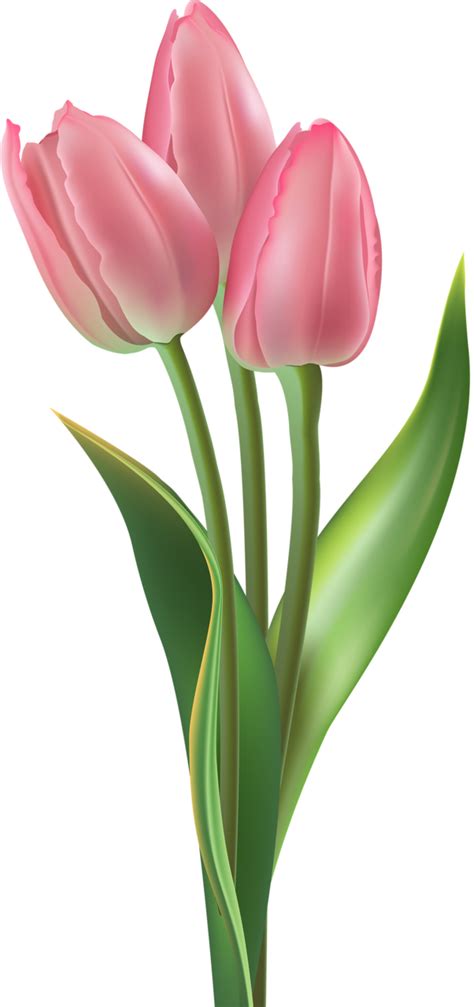 Tulip Flower Png Images Free Download Tulip Pictures Free