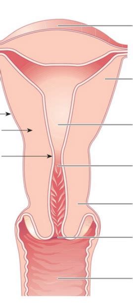 Uterus Diagram | Quizlet