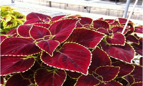 Coleus Sun Coleus Painted Nettle Our Plants Kaw Valley Greenhouses