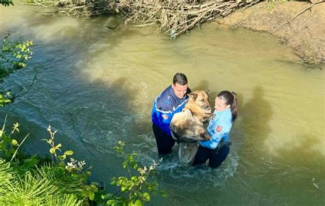 Lot Et Garonne Un Chien Coinc Dans La Vase Depuis Plusieurs Heures