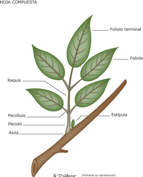 Sintético 91+ Foto Partes De Una Hoja De Papel Lleno 