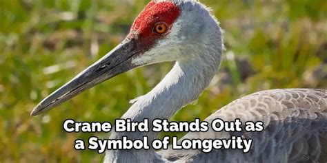 Crane Spiritual Meaning Symbolism And Totem Explained