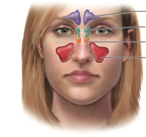 Anatomy Sinuses Diagram Quizlet