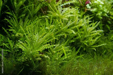 Green Aquatic Plants Grow In Freshwater Ryoboku Aquascape Clean Amano