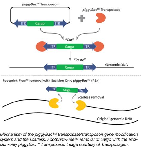 Piggybac Ing Through The Genome Editing Field