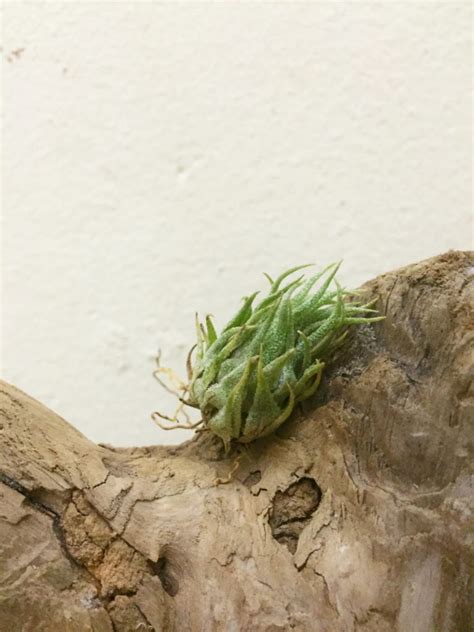 チランジア・スプレンゲリアナ Tillandsia Sprengeliana 育て方 図鑑 Frontier Plants フロンティアプランツ