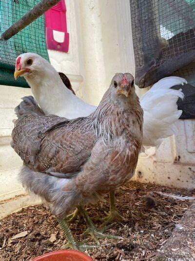 12 Week Old Easter Eggers BackYard Chickens Learn How To Raise Chickens