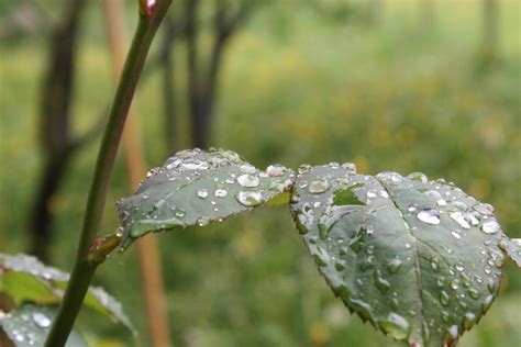 Kostenlose Foto Wasser Natur Gras Ast Fallen Tau Pflanze Regen