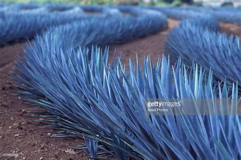 Agave tequilana, commonly called blue agave or tequila agave, is an ...