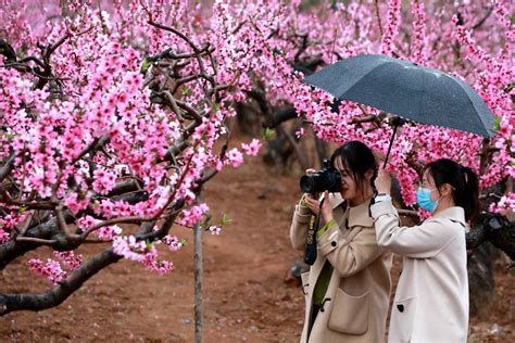 山东肥城十万亩桃花进入盛花期 民众雨中赏花