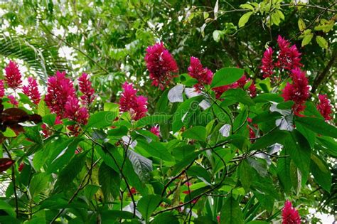 Jungle Flora, Costa Rica, Central America Stock Image - Image of ...