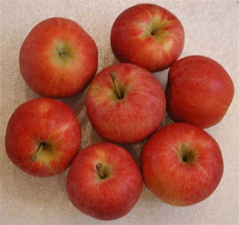 Gala Apples - Ingredients Descriptions and Photos - An All-Creatures.org Vegetarian Vegan Recipe ...