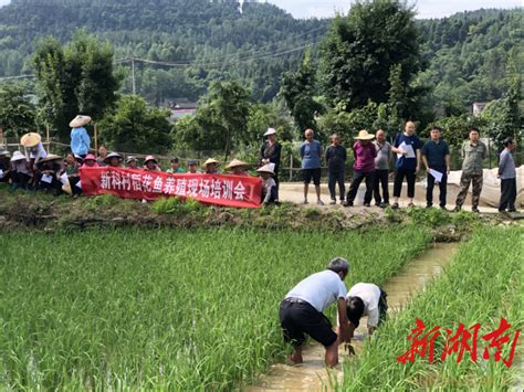 花垣县新科村：300余亩稻花鱼助农增收 湘西 新湖南