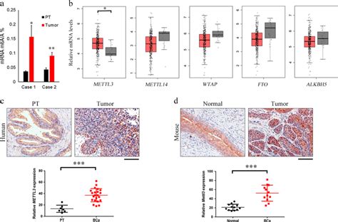 Mettl Expression In Normal Bladder Tissue And Bca Samples A Mrna M A