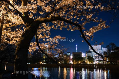 東京都台東区 上野公園、不忍池の夜桜の写真素材 204605884 イメージマート