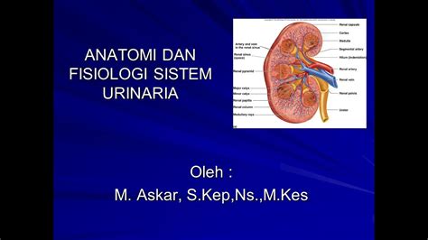 Anatomi Fisiologi Sistem Urinaria Bagian Youtube