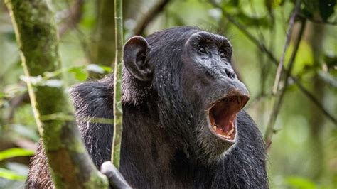 Chimpanzee - Intelligence | Britannica