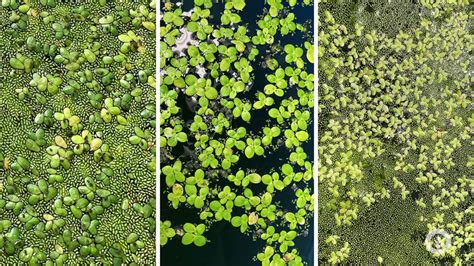 Algae Corner: "What Is It?" - The World's Smallest Flowering Plant, Watermeal | SePRO Corporation