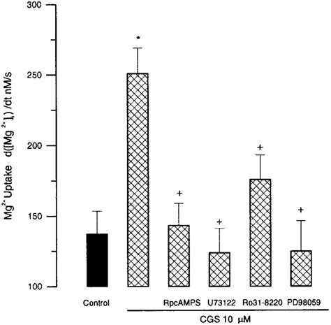 Cgs Stimulates Mg Uptake Though A Receptor Mediated Signaling