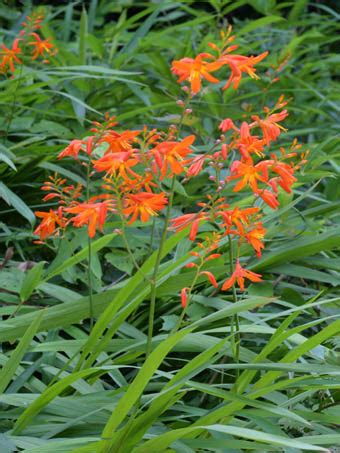crocosmia  crocosmiiflora iridaceae