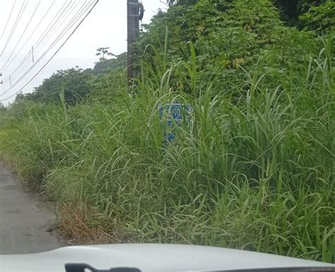 V Deo Mato Cobre Placas De Sinaliza O Da Sc Sem Visibilidade