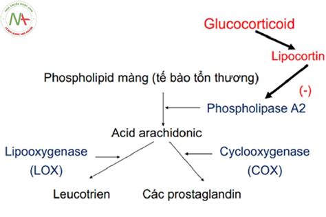 Cơ Chế Tác Dụng Của Thuốc Kháng Viêm Corticoid Hiểu Rõ Cách Thức Và