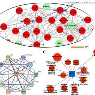 The Role Of VEGFA And PLAU In The Co Expression Network Of Cells