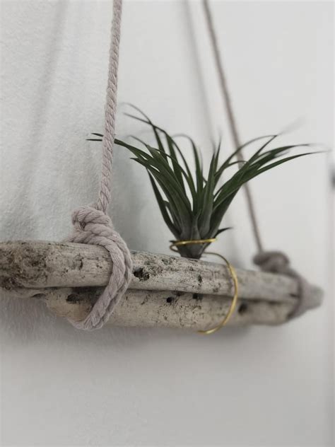 Hawaiian Driftwood Airplant Hanging Tillandsia Wall Decor Etsy