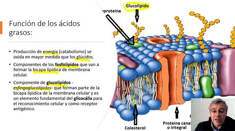 FISIOLOGÍA METABOLISMO DE LÍPIDOS YouTube