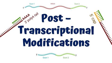 Post Transcriptional Modifications MRNA Processing 5 Capping