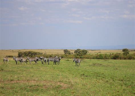 Animals in the Savannah of Masai Mara National Park in Kenya Stock ...