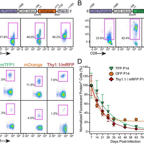 Generation Of Transgenic Fluorescent Protein Reporter Mice A B The Download Scientific