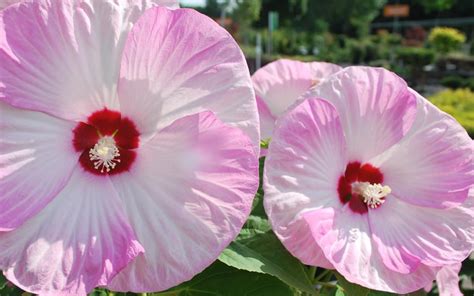 Buy Luna Pink Swirl Hibiscus FREE SHIPPING Wilson Bros Gardens 3