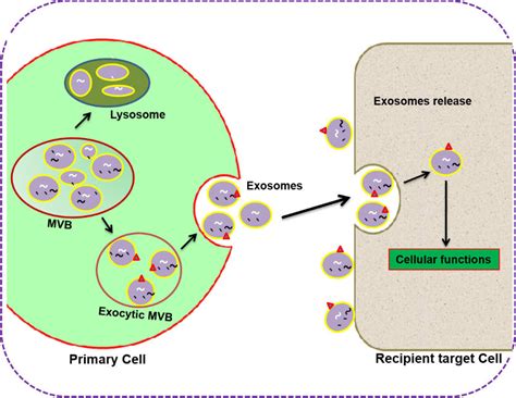 Biogenesis Secretion And Uptake Of Primary Cell Derived Exosomes In