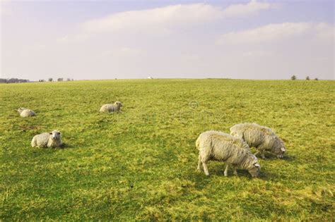 A Group Of Sheep Sit In A Grassy Field Stock Photo Image Of Meadow