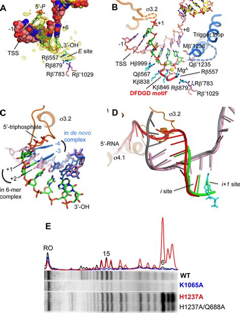 The Initially Transcribing Complex Of RNAP Holoenzyme Containing 6 Mer