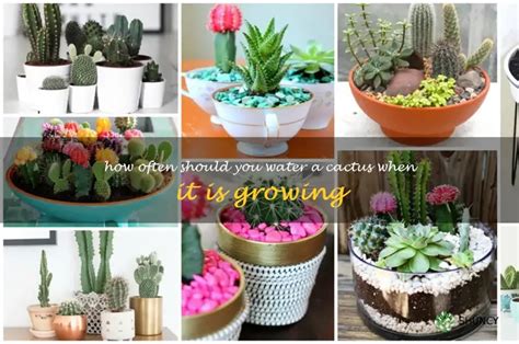 A Guide To Caring For Cacti How Often To Water Your Cactus During