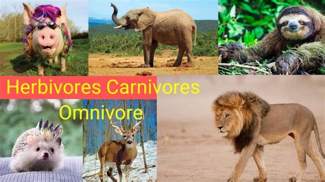 Three Types Of Animals Herbivore Carnivore Omnivore Animals And