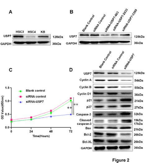 Usp7 Promotes Oscc Cell Proliferation By Affecting Cell Cycle Related