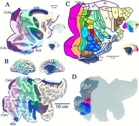 Monkey Brain Areas — fMRI 4 Newbies