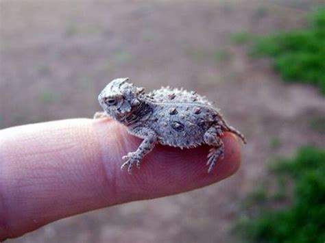 Baby Horned Lizard Animals I Find Too Cute To Leave Behind On Pin