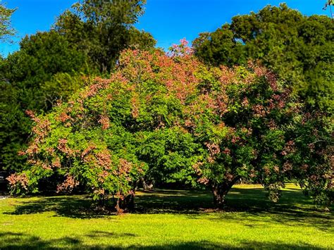 Golden Rain Tree Is Beautiful But Invasive What Next Photography