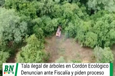 Denuncian Tala Ilegal De Rboles En El Cord N Ecol Gico Y Alcald A