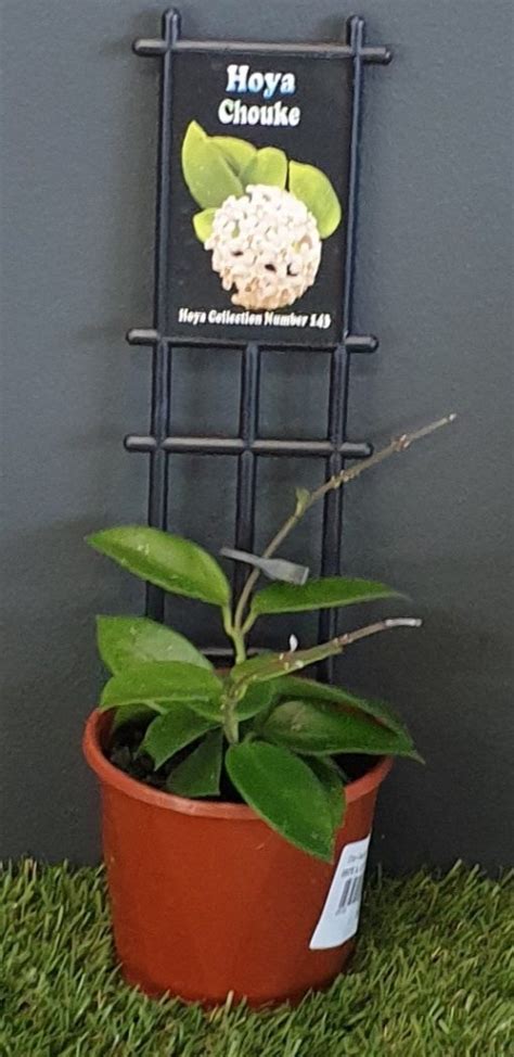 HOYA CHOUKE 10CM | The Garden Feast